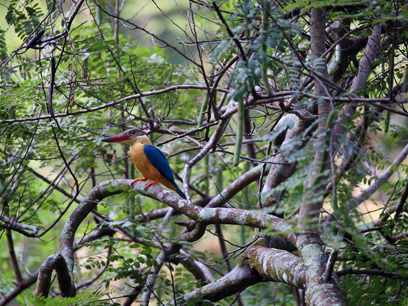 Ultimate Birding Tour of Sri Lanka