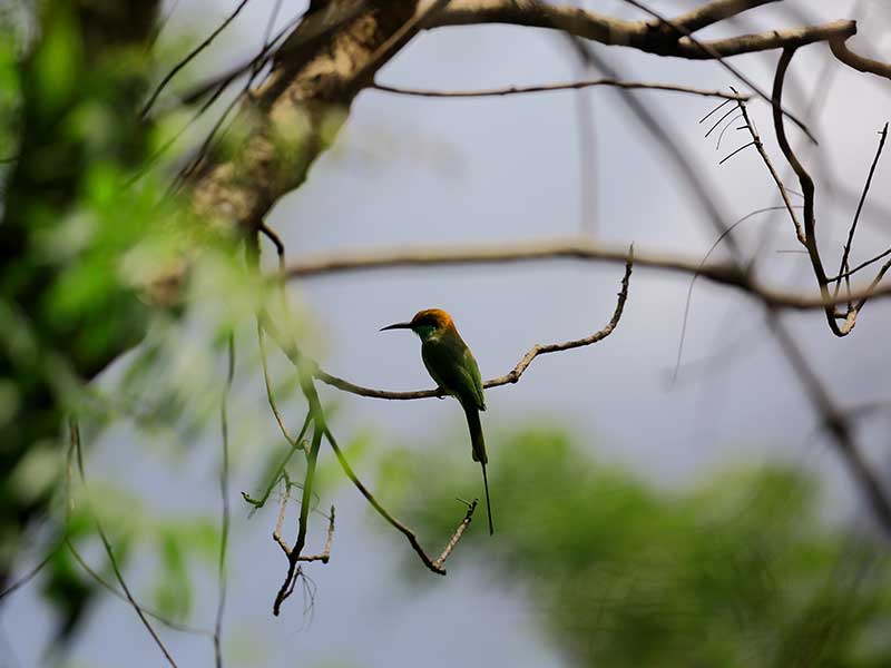Ultimate Birding Tour of Sri Lanka