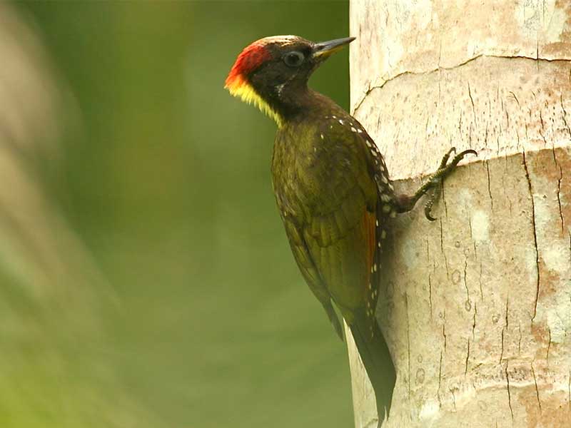 Ultimate Birding Tour of Sri Lanka