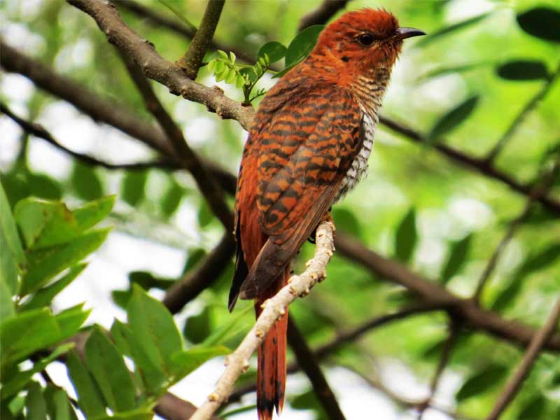 Ultimate Birding Tour of Sri Lanka