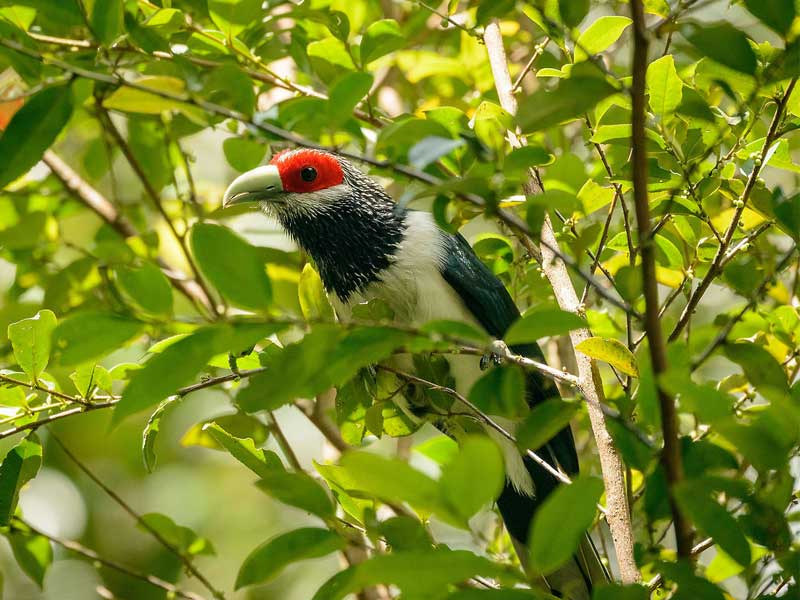 Ultimate Birding Tour of Sri Lanka