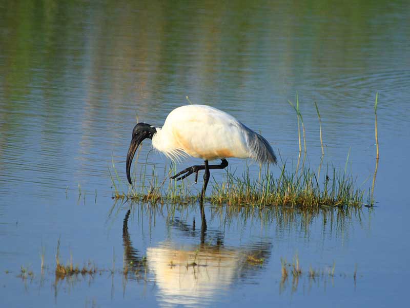 Ultimate Birding Tour of Sri Lanka