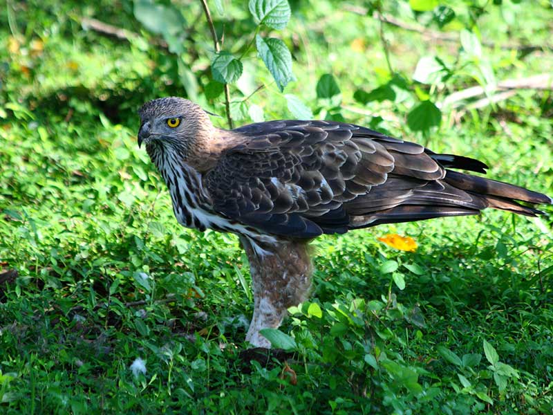 Ultimate Birding Tour of Sri Lanka