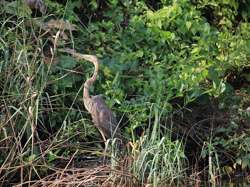 Endemic bird watching tour of Sri Lanka