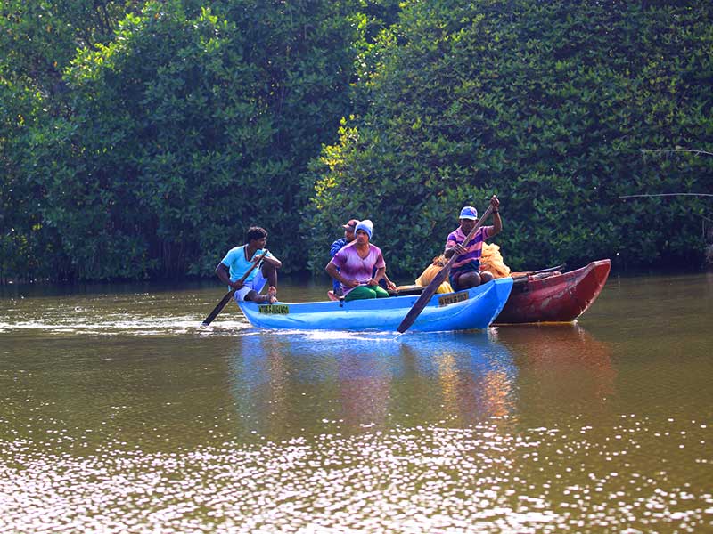 Endemic bird watching tour of Sri Lanka