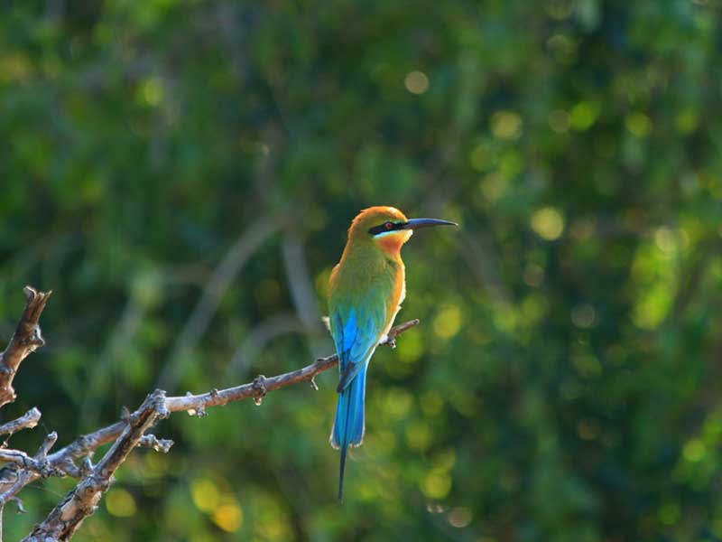 Endemic bird watching tour of Sri Lanka