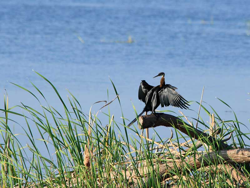 Endemic bird watching tour of Sri Lanka