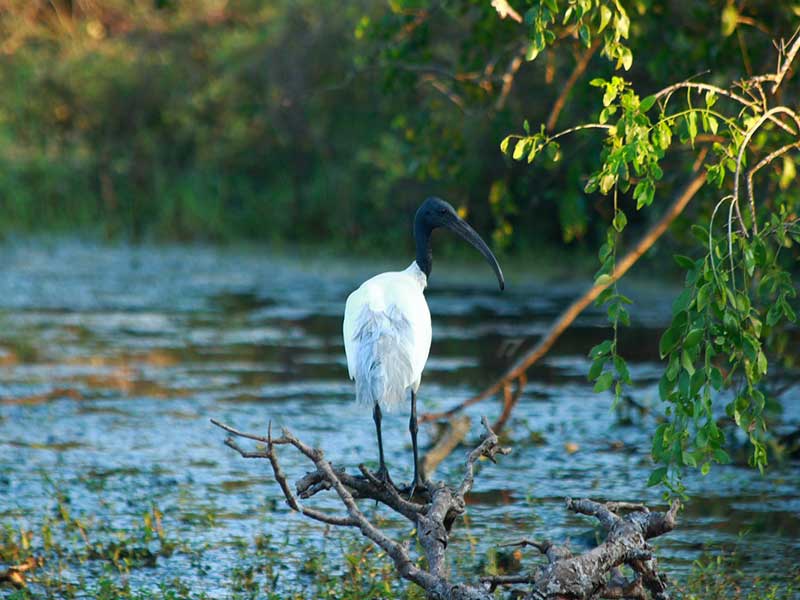 Endemic bird watching tour of Sri Lanka