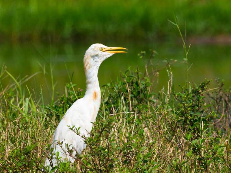Endemic bird watching tour of Sri Lanka