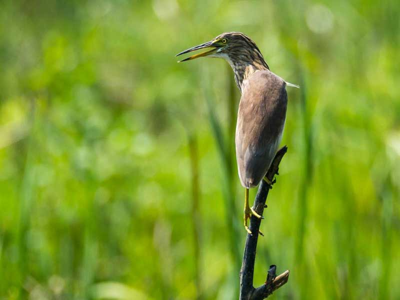 Endemic bird watching tour of Sri Lanka