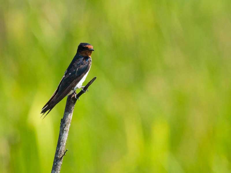 Endemic bird watching tour of Sri Lanka