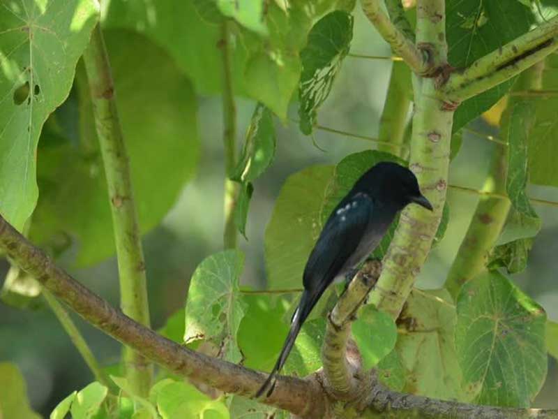 Endemic bird watching tour of Sri Lanka