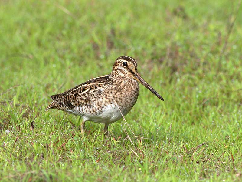 Endemic bird watching tour of Sri Lanka