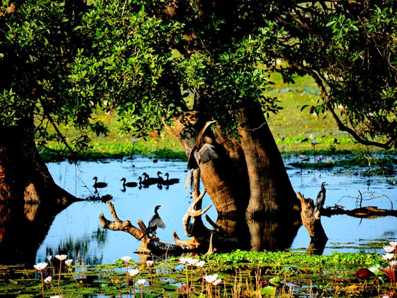 Endemic bird watching tour of Sri Lanka