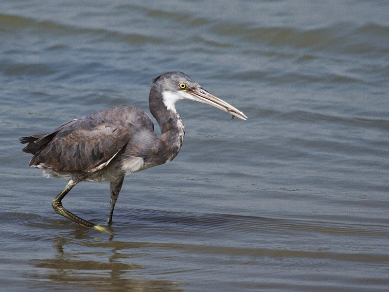 Endemic bird watching tour of Sri Lanka