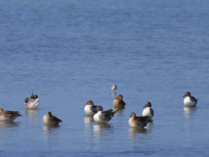 Endemic bird watching tour of Sri Lanka