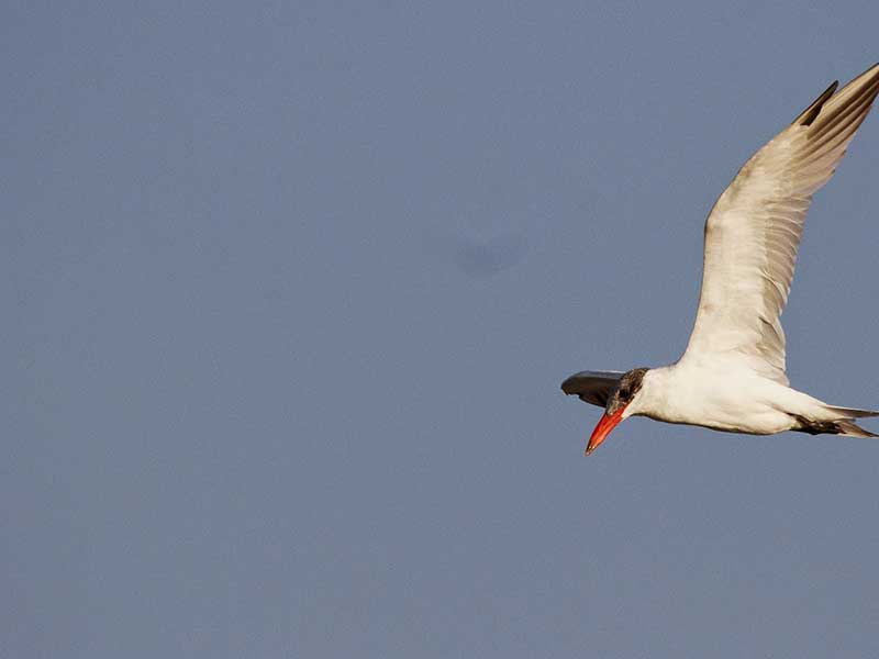 Endemic bird watching tour of Sri Lanka