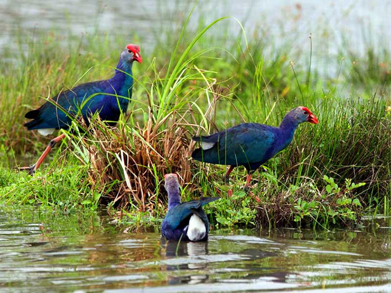 Endemic bird watching tour of Sri Lanka