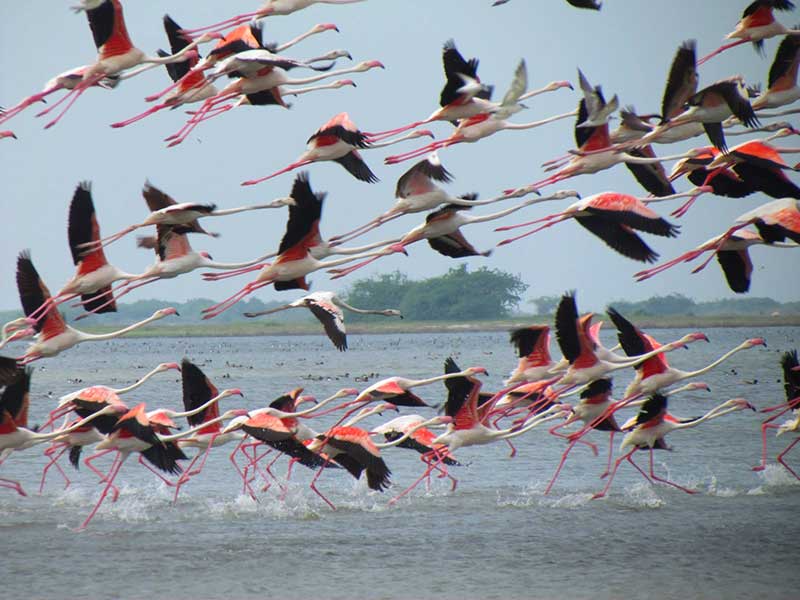 Endemic bird watching tour of Sri Lanka