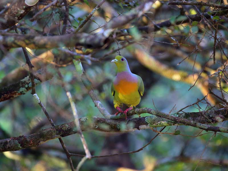 Endemic bird watching tour of Sri Lanka