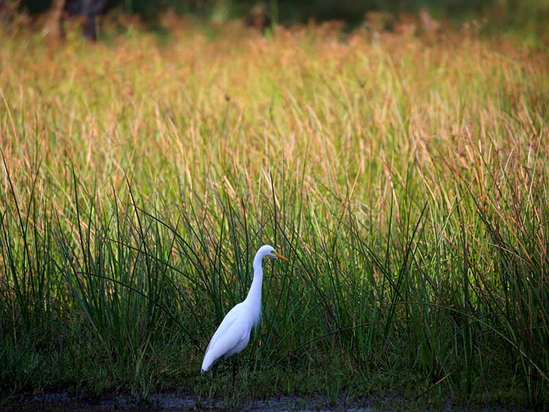 Endemic bird watching tour of Sri Lanka