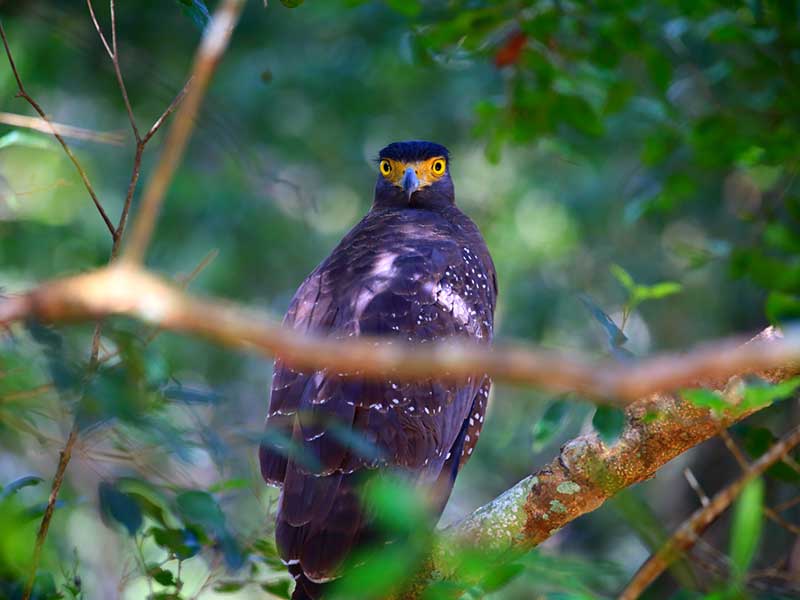 Endemic bird watching tour of Sri Lanka