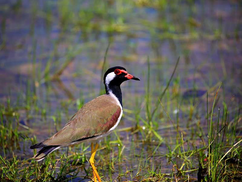 Endemic bird watching tour of Sri Lanka