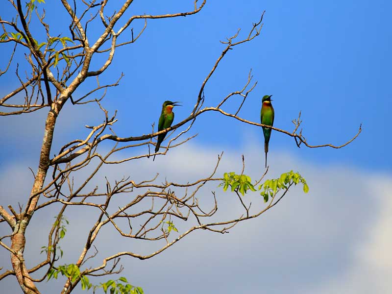 Endemic bird watching tour of Sri Lanka