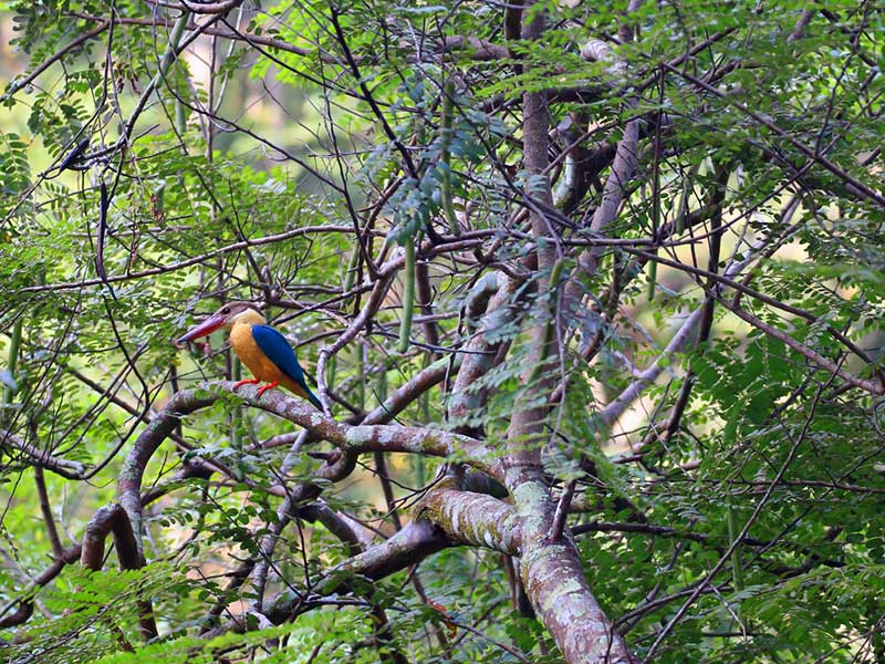 Endemic bird watching tour of Sri Lanka