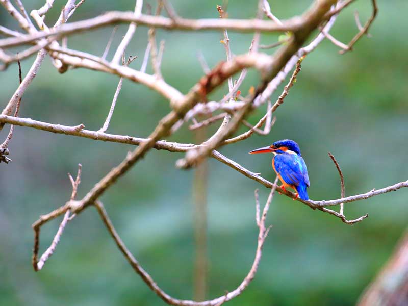 Endemic bird watching tour of Sri Lanka
