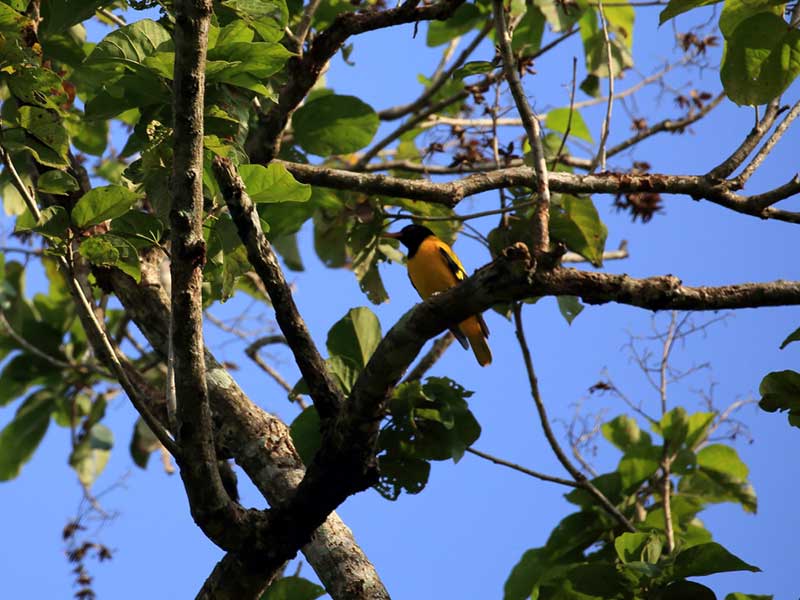 Endemic bird watching tour of Sri Lanka