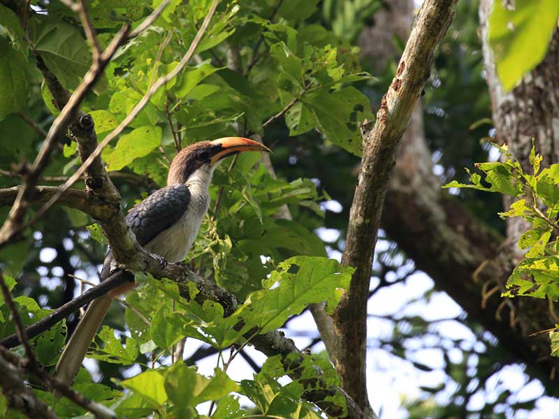 Endemic bird watching tour of Sri Lanka
