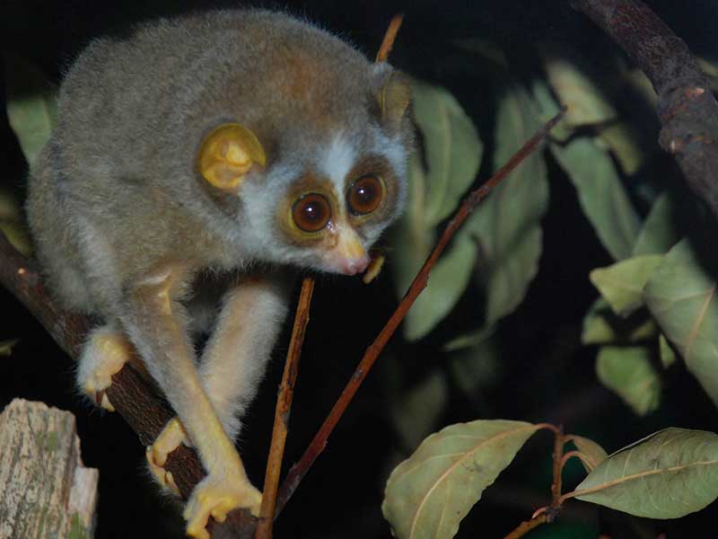 Endemic bird watching tour of Sri Lanka