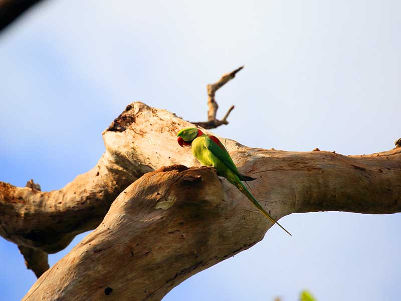 Endemic bird watching tour of Sri Lanka