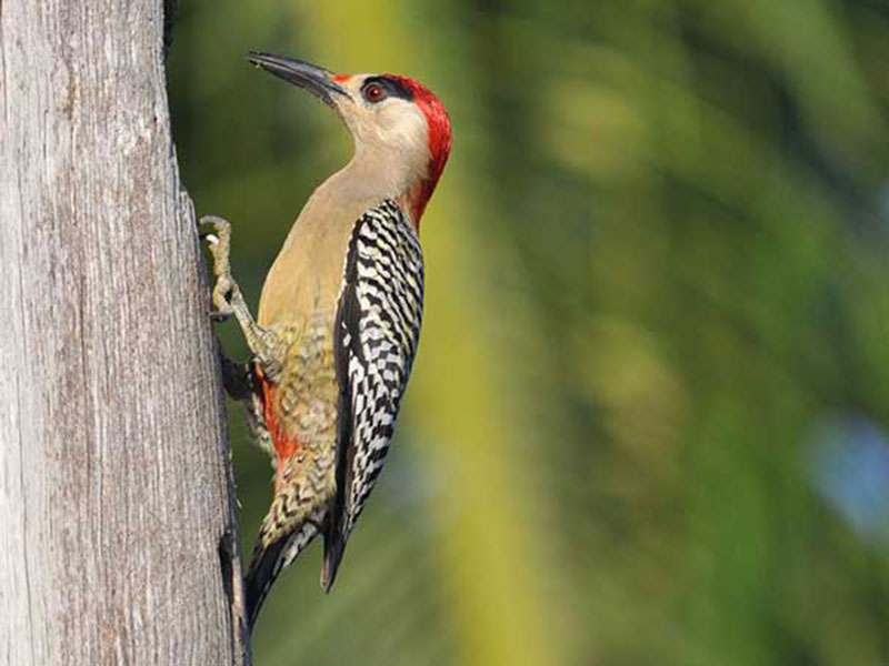 Endemic bird watching tour of Sri Lanka