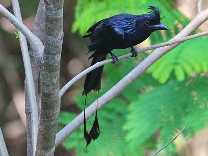 Endemic bird watching tour of Sri Lanka