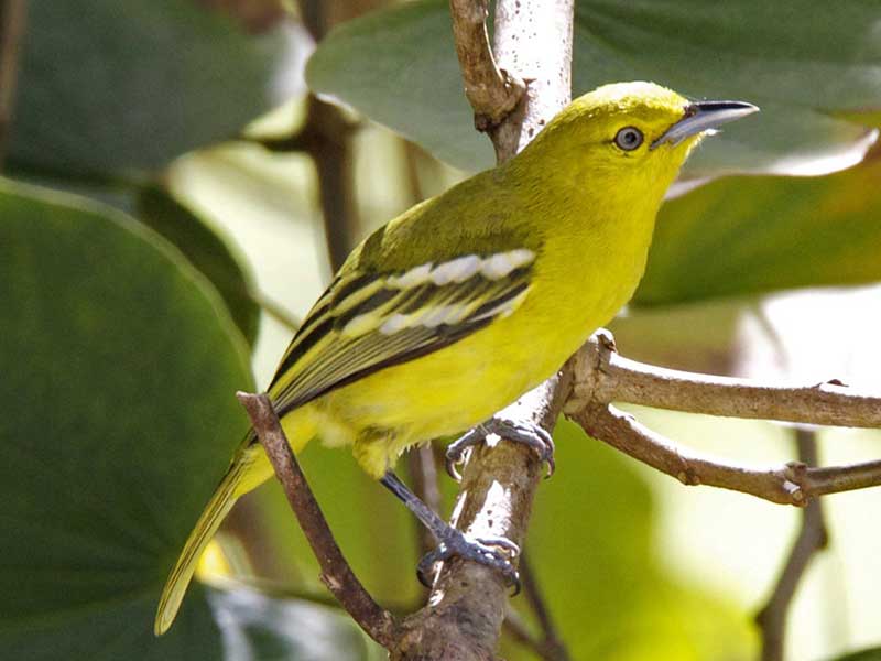 Endemic bird watching tour of Sri Lanka