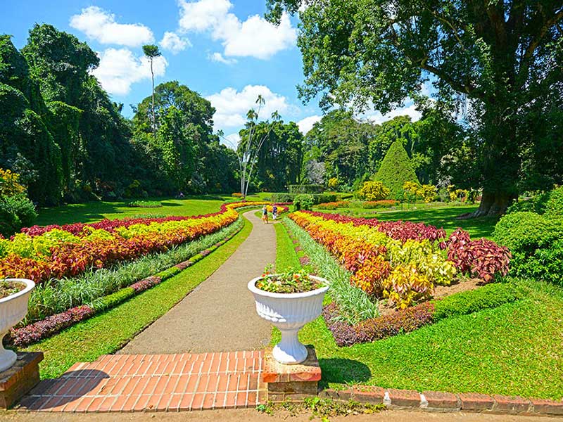Endemic bird watching tour of Sri Lanka