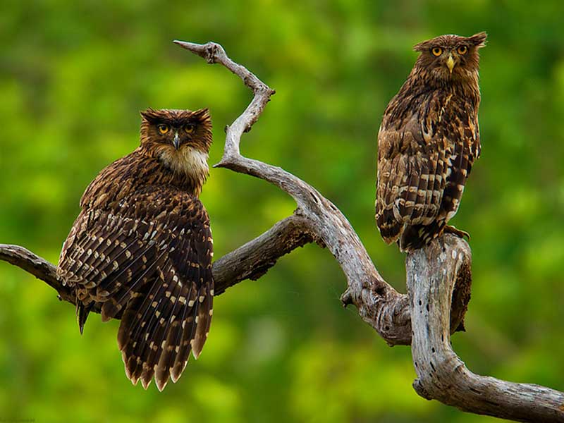 Endemic bird watching tour of Sri Lanka