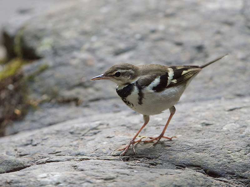 Endemic bird watching tour of Sri Lanka