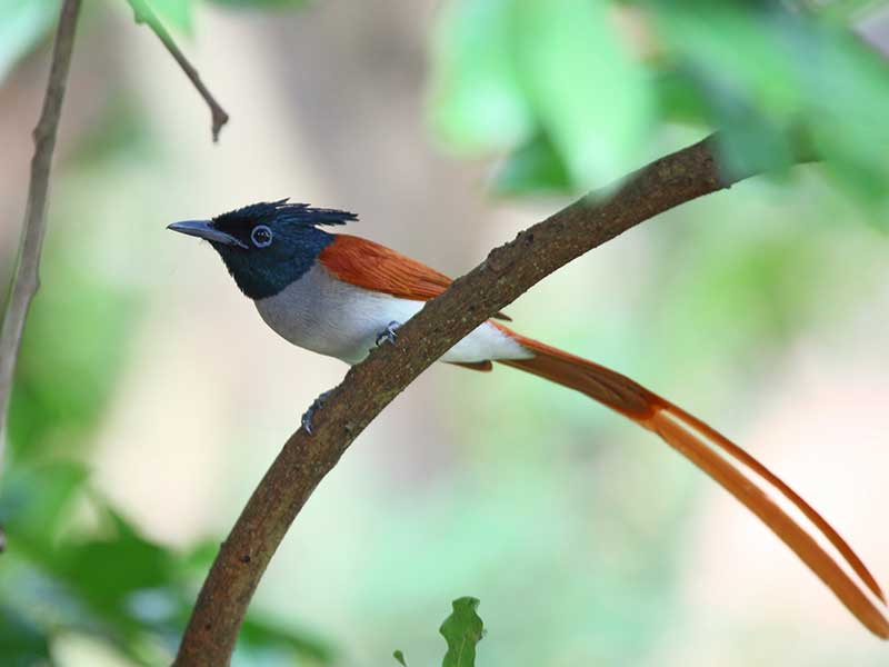 Endemic bird watching tour of Sri Lanka