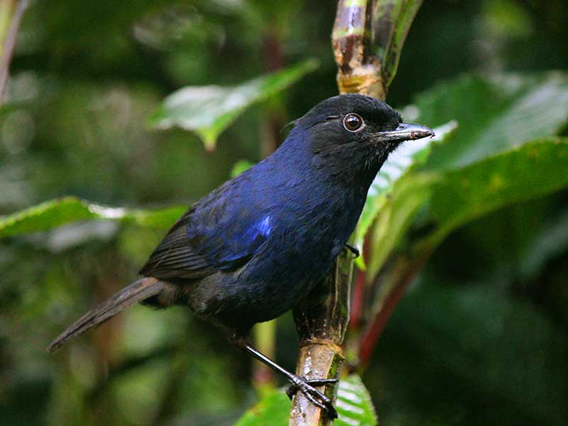 Endemic bird watching tour of Sri Lanka