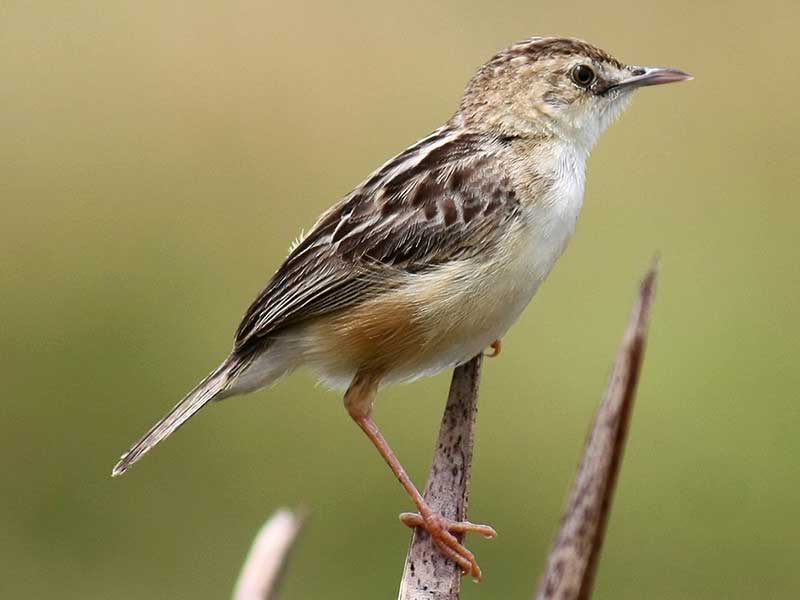 Endemic bird watching tour of Sri Lanka
