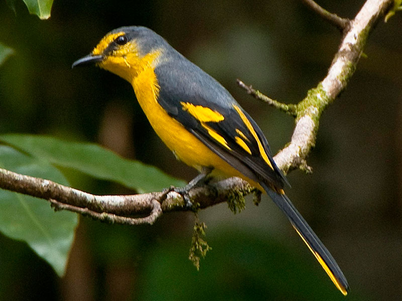 Endemic bird watching tour of Sri Lanka