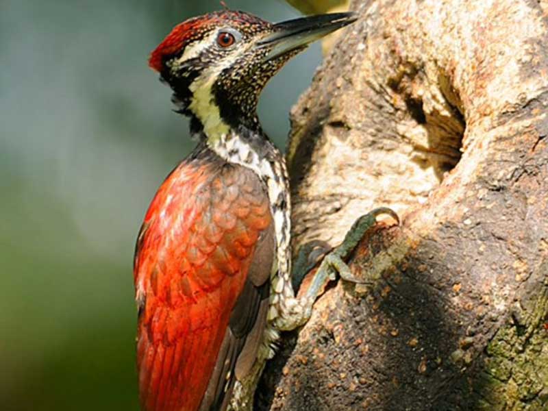 Endemic bird watching tour of Sri Lanka