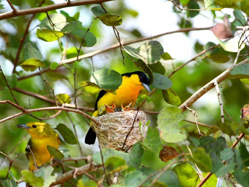 Endemic bird watching tour of Sri Lanka
