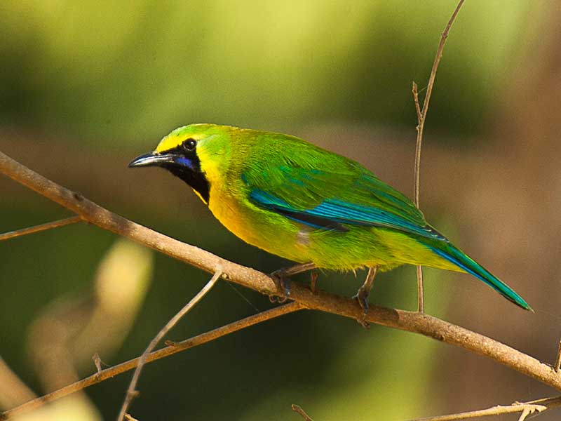 Endemic bird watching tour of Sri Lanka