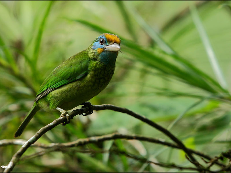 Endemic bird watching tour of Sri Lanka