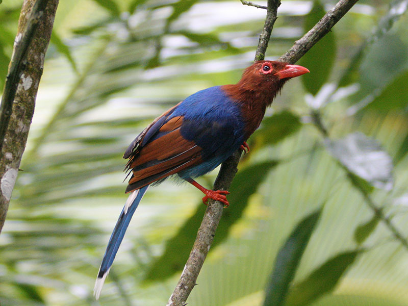Endemic bird watching tour of Sri Lanka