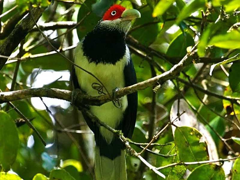 Endemic bird watching tour of Sri Lanka